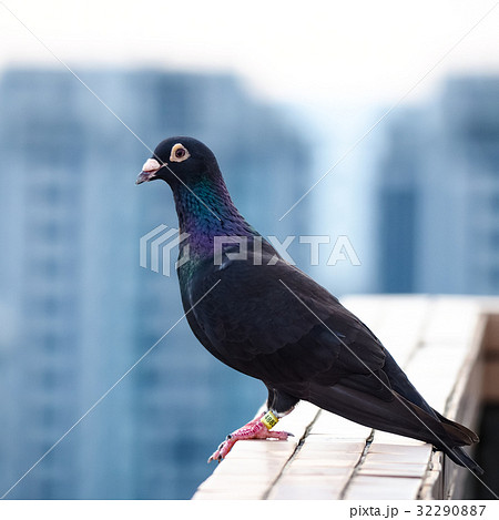 鳩 ハト 鳥 32290887