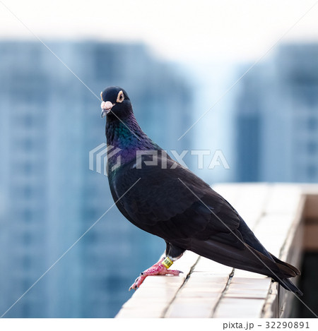 鳩 ハト 鳥 32290891