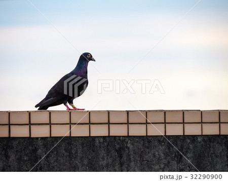 鳩 ハト 鳥 32290900