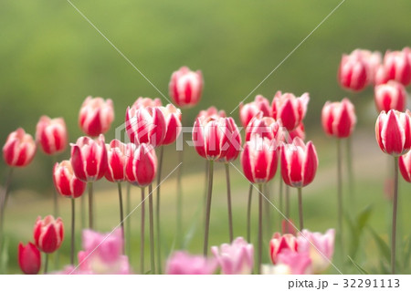 満開のお花畑 満開のお花畑 32291113