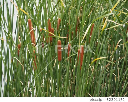ガマの穂 32291172