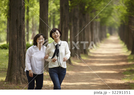 同窓生 同級生 メタセコイア 32291351