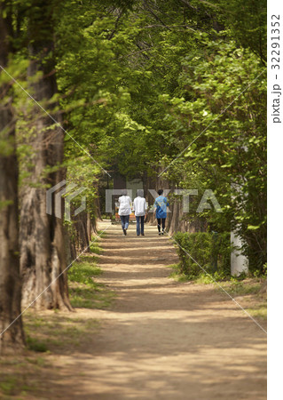 同窓生 同級生 メタセコイア 32291352