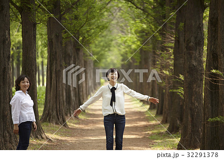 同窓生 同級生 メタセコイア 32291378