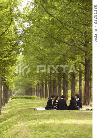 同窓生 同級生 メタセコイア 32291380