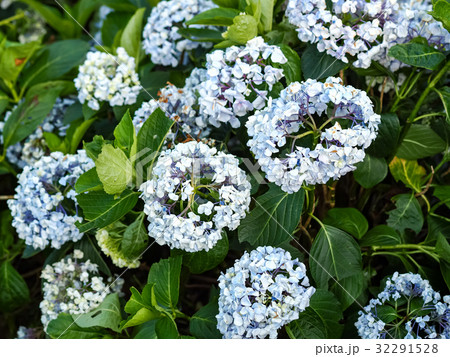 紫陽花 アジサイ あじさい 32291528