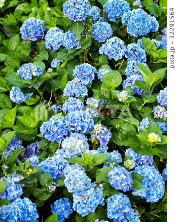 紫陽花 アジサイ あじさい 32291564