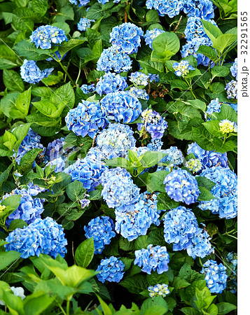 紫陽花 アジサイ あじさい 32291565