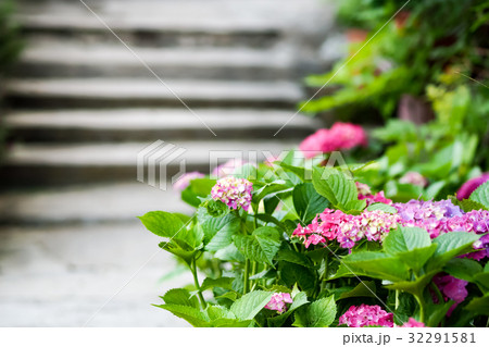 紫陽花 アジサイ あじさい 32291581