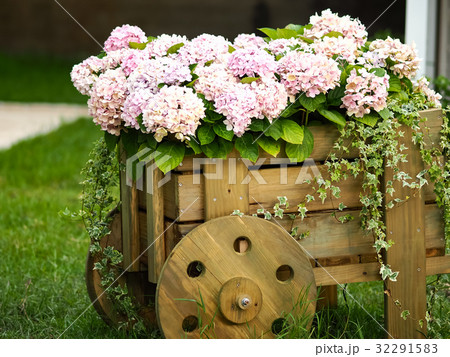 紫陽花 アジサイ あじさい 32291583