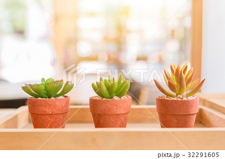 modern cafe nature small plant in pot 32291605