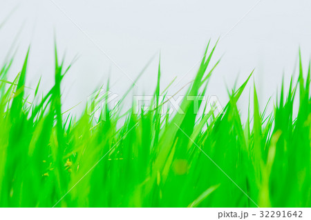 closeup blur green grass illustration closeup blur green grass illustration 32291642
