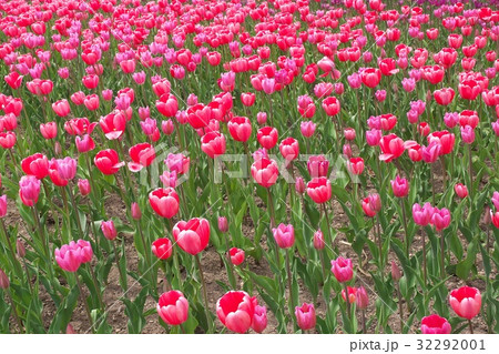 満開のチューリップ畑 満開のチューリップ畑 32292001
