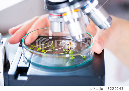 Green plants and scientific equipment in biology laborotary Green plants and scientific equipment in biology laborotary 32292434