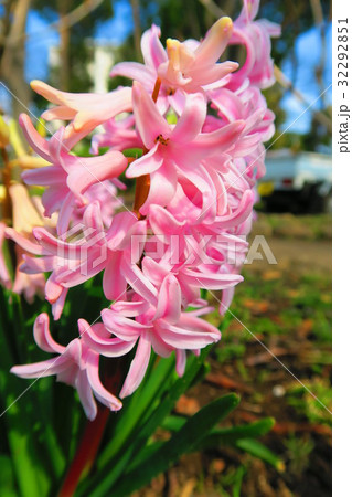 都立浮間公園のヒヤシンスの花 32292851