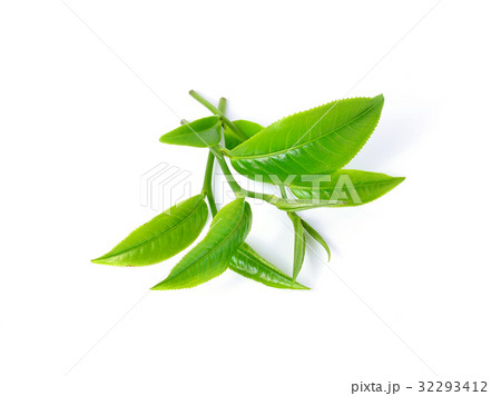 Green tea leaf isolated on white background Green tea leaf isolated on white background 32293412