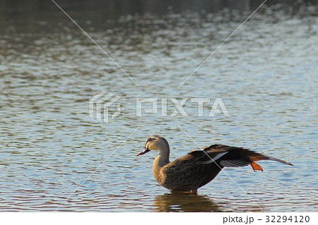 カルガモ (軽鴨) その2。 Spot-billed duck 32294120