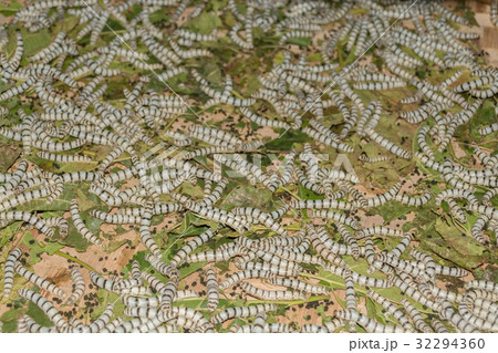 Silkworm eating mulberry green leaf 32294360