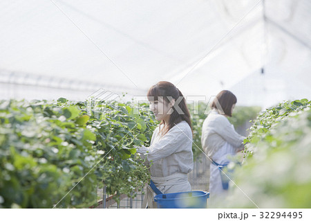 いちご農家 いちご農家 32294495