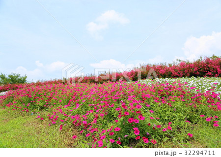 インパチェンスの花 インパチェンスの花 32294711