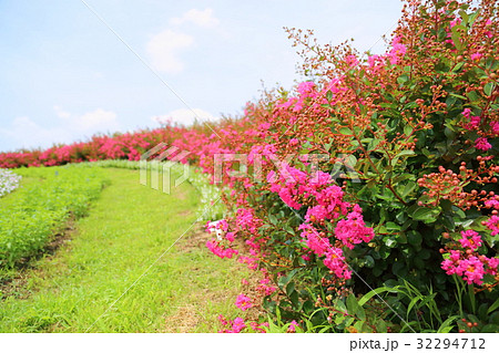 イッサイサルスベリの花 32294712