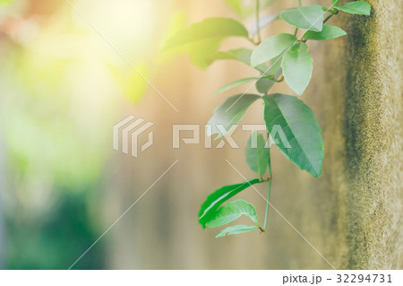 Science of ecology greenery concept. 32294731