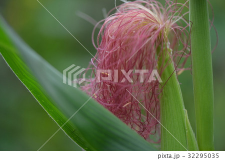 トウモロコシの雌花 トウモロコシの雌花 32295035