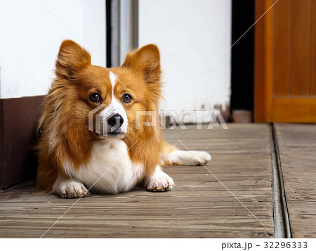 かわいい 可愛い キュート 32296333