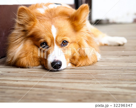 ビーグル犬 純血種 原種 32296347