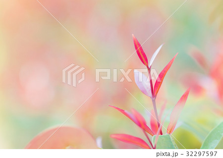 Red leaf nature with copy space Red leaf nature with copy space 32297597