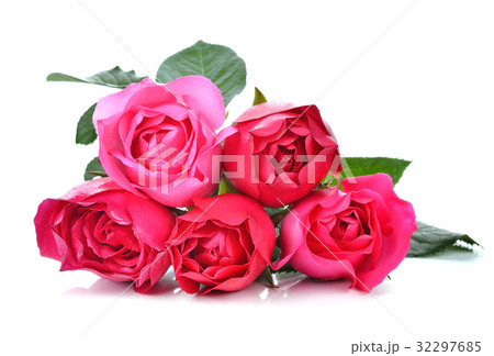 Pink Rose on white background Pink Rose on white background 32297685