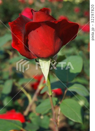 深紅のバラ、薔薇のつぼみ 深紅のバラ、薔薇のつぼみ 32297820
