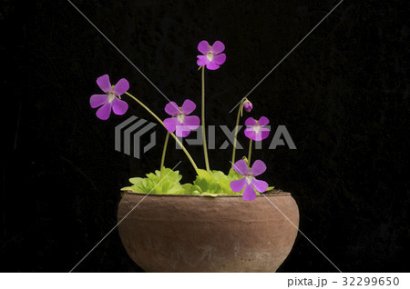 ムシトリスミレ(Pinguicula)の花 32299650