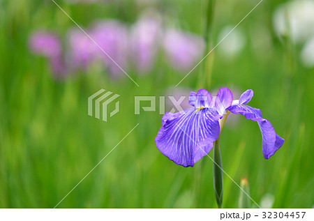 ハナショウブ 32304457