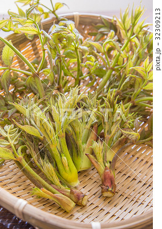 春の山菜タラの芽 32309213