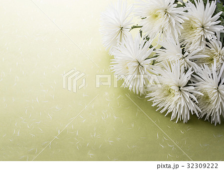 菊 32309222
