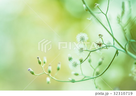 Meadow flowers, beautiful fresh morning Meadow flowers, beautiful fresh morning 32310719