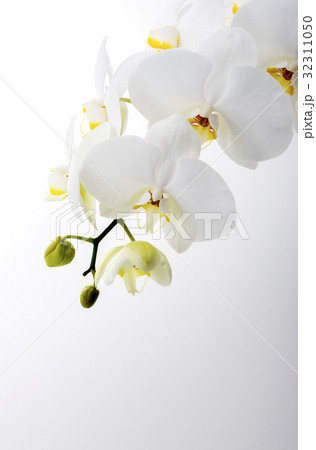 胡蝶蘭 胡蝶蘭 32311050