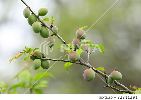 ウメの若い実　小金井公園 32311291