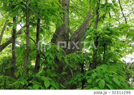 イヌブナのヒコバエ若葉 高尾山 イヌブナのヒコバエ若葉 高尾山 32311299
