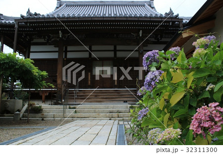 お寺の境内に咲く紫陽花とお堂 32311300