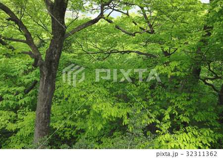 新緑のイヌブナ林　高尾山 32311362