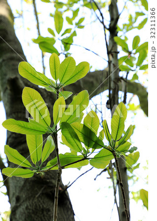 ホオノキの若葉　高尾山 32311366
