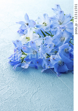 デルフィニウム 32311501