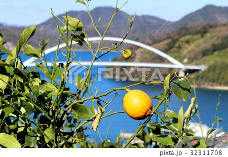 瀬戸内四季成りレモン 瀬戸内四季成りレモン 32311708