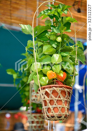 浅草ホオズキ市 32312227