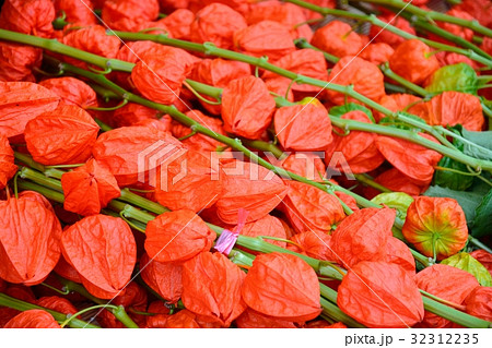 浅草ホオズキ市 32312235