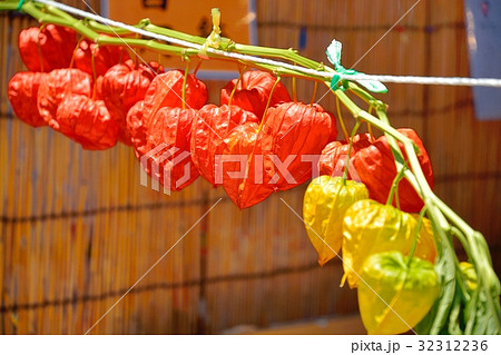 浅草ホオズキ市 32312236