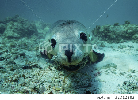 オーストラリアアシカ 32312282