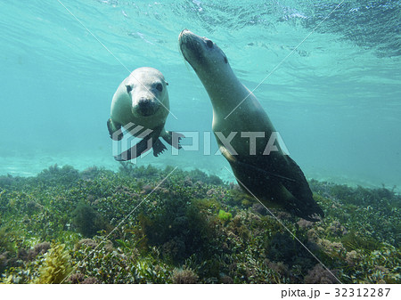 オーストラリアアシカ 32312287